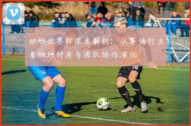 动物世界杯深度解析：从赛场行为看物种特质与团队协作演化